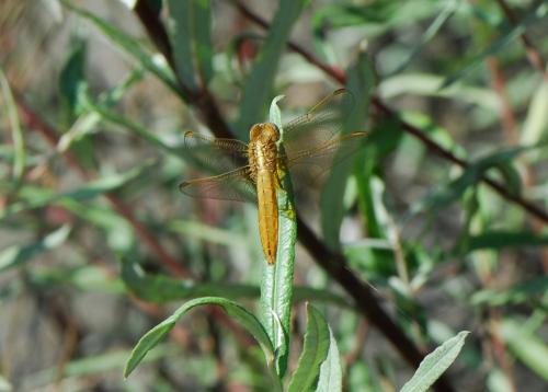 Crocothemis erythraea