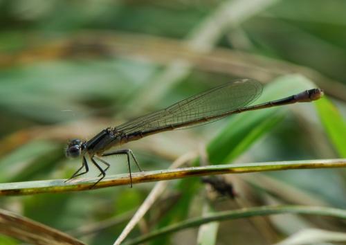 Ischnura elegans