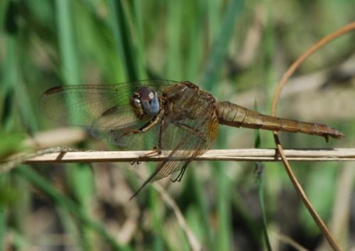 Crocothemis erythraea