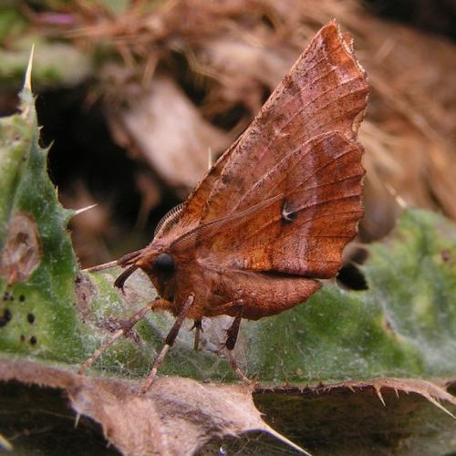 Selenia tetralunaria