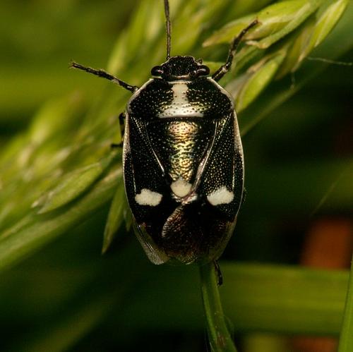 Eurydema oleracea