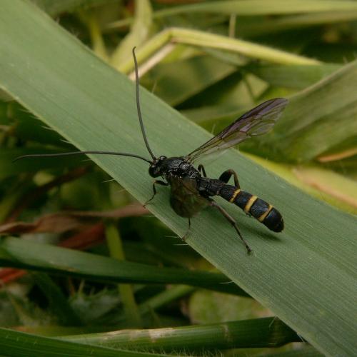 Metopius sp.