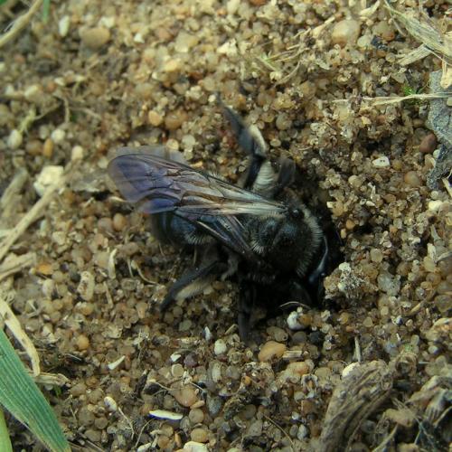 Andrena nigrospina