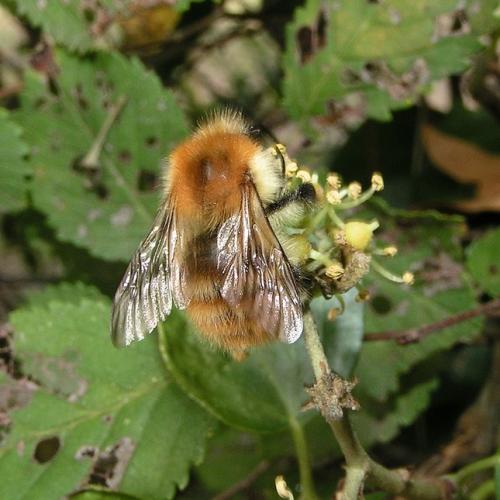 Bombus pascuorum