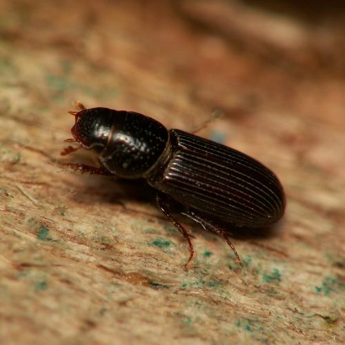 Pleurophorus sp.