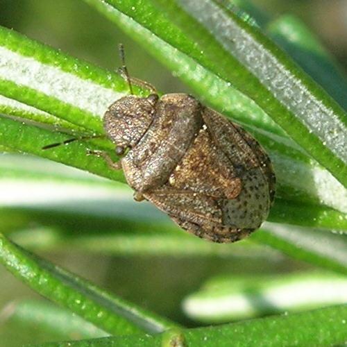 Réf. 22 788 : Sciocoris maculatus