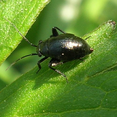 Euryopicoris nitidus