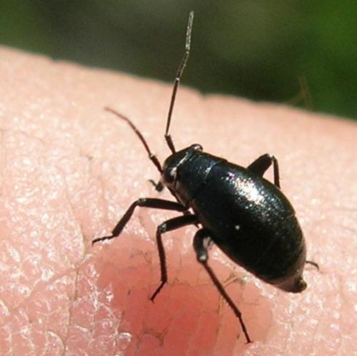 Réf. 22 792 : Euryopicoris nitidus