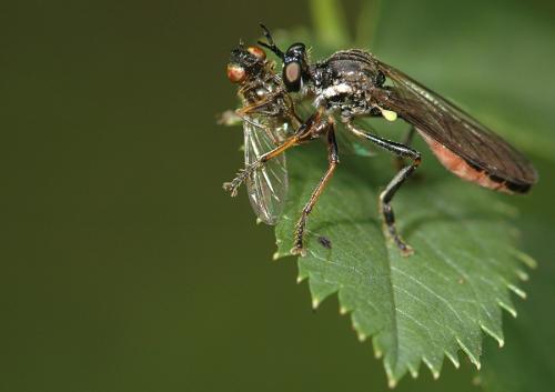 Réf. 22 842 : Dioctria sp.
