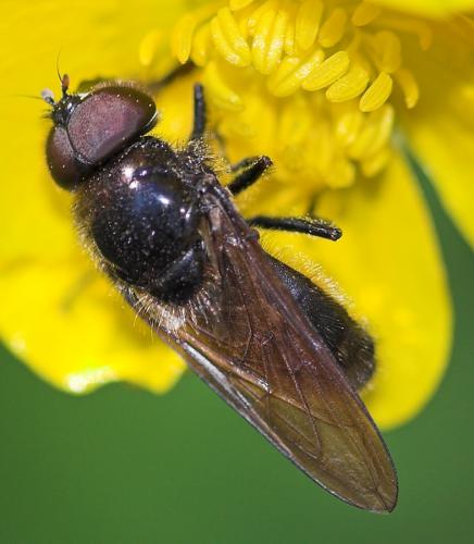 Cheilosia sp.