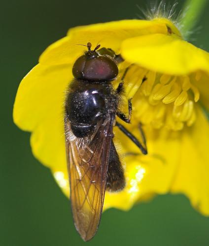Cheilosia sp.