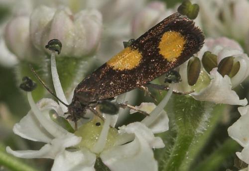 Réf. 22 448 : Pammene aurana