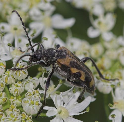Brachyta interrogationis