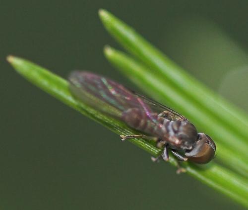 Eudorylas sp.