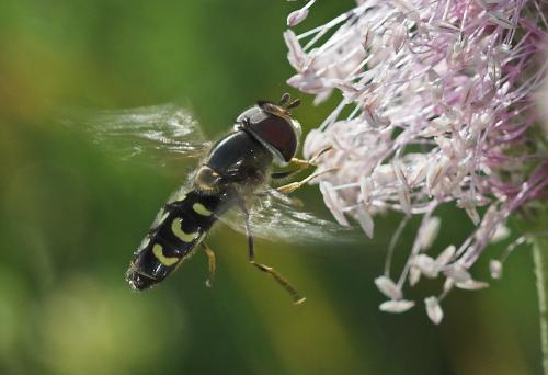 Réf. 22 478 : Scaeva selenitica