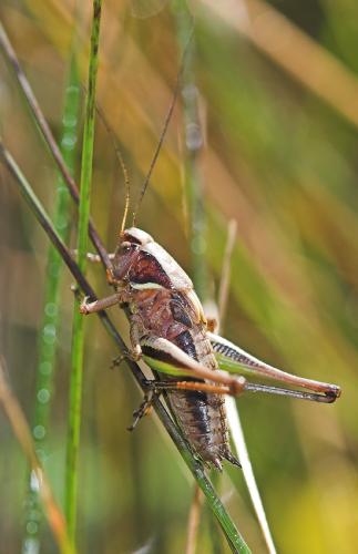 Metrioptera brachyptera