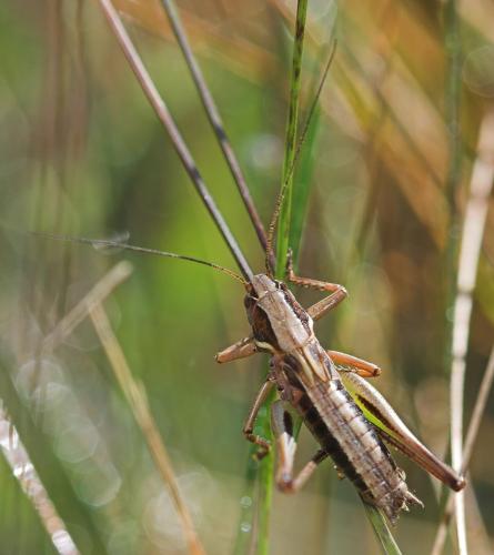 Metrioptera brachyptera