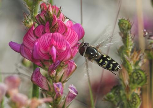 Réf. 22 527 : Scaeva selenitica
