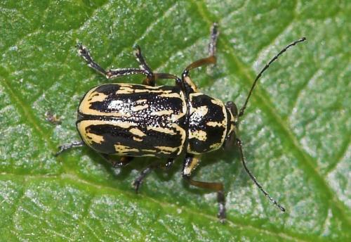 Réf. 22 528 : Pachybrachis sp.