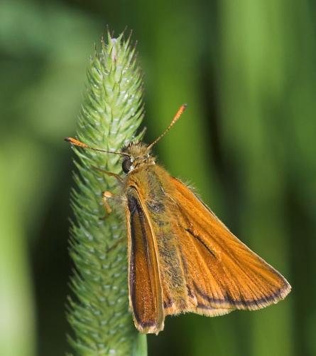 Thymelicus sylvestris