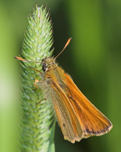 Réf. 22 530 : Thymelicus sylvestris