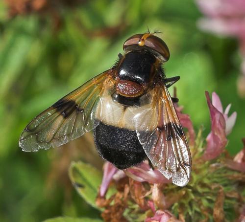 Volucella pellucens