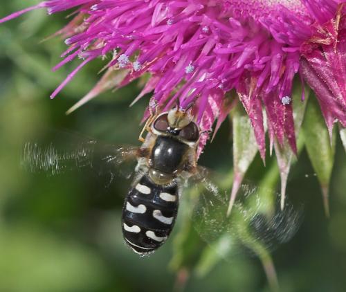Scaeva pyrastri