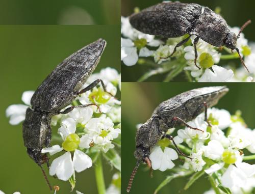 Réf. 22 546 : Agrypnus murinus