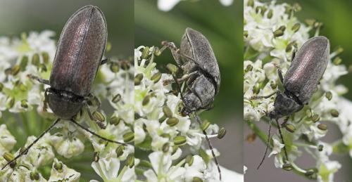 Dascillus cervinus