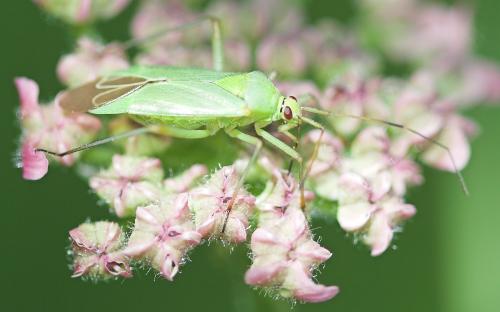 Réf. 22 572 : Calocoris alpestris