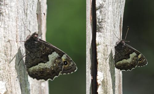 Hipparchia sp.