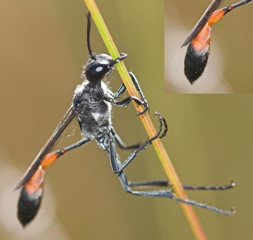Ammophila sp.