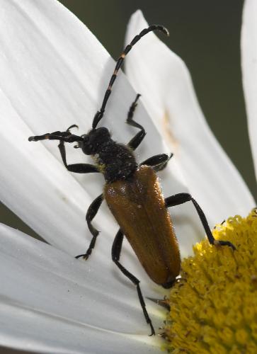 Stictoleptura hybrida