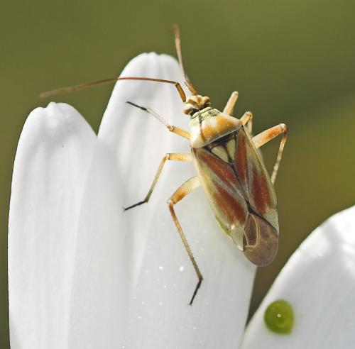Réf. 22 614 : Calocoris roseomaculatus