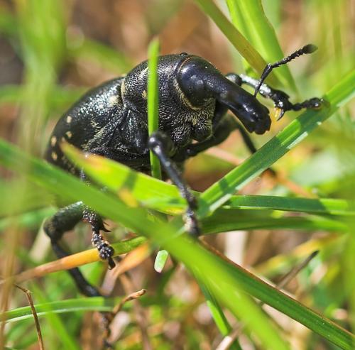 Réf. 22 615 : Liparus coronatus