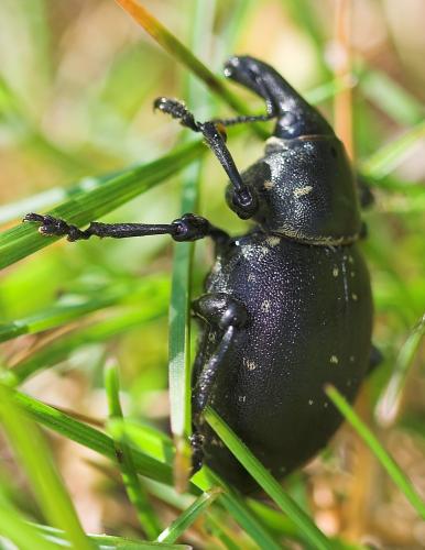 Liparus coronatus