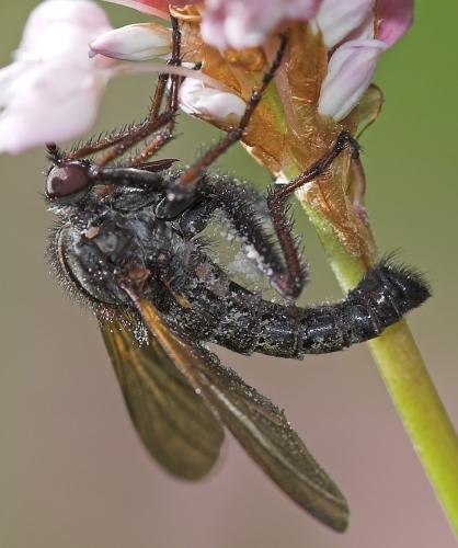 Empis tessellata