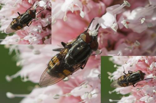 Stomorhina lunata