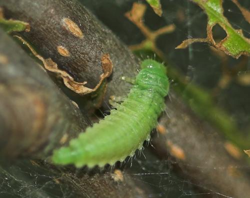 Gonioctena sp.