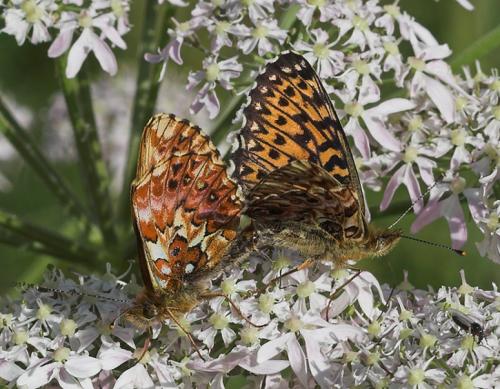 Boloria titania