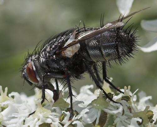 Masicera sp.