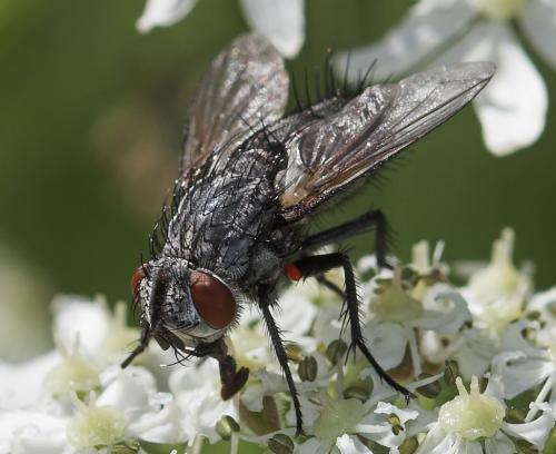 Masicera sp.