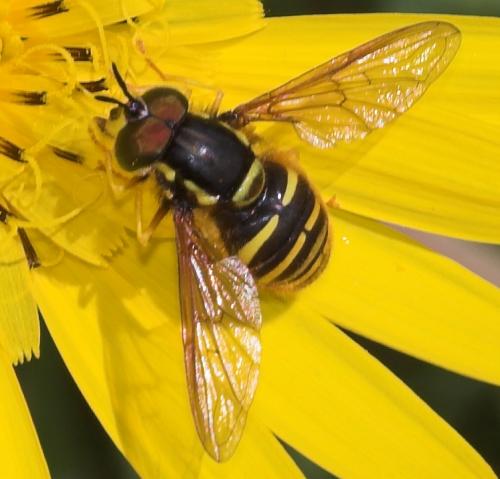 Réf. 22 639 : Chrysotoxum arcuatum