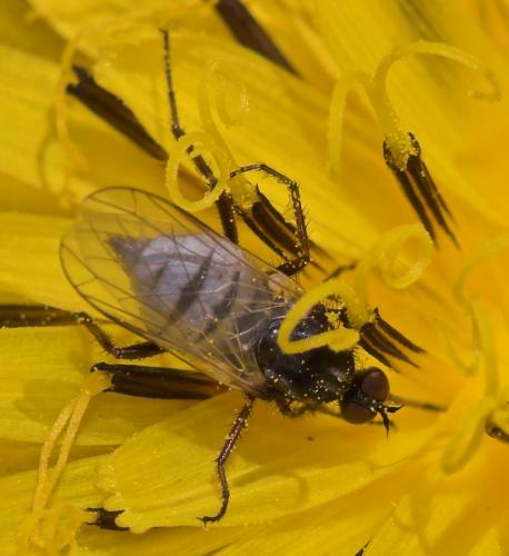 Réf. 22 640 : Empis sp.
