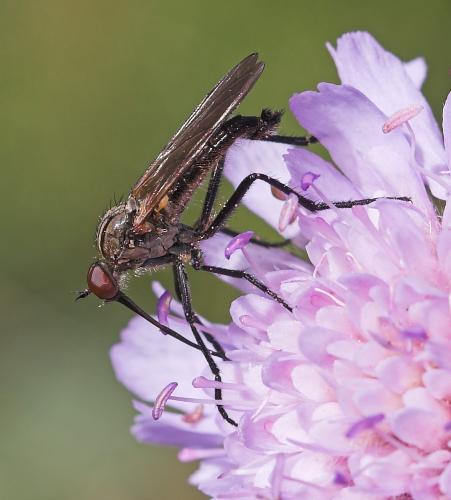 Empis pandellei