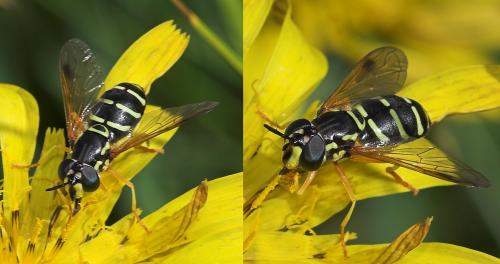 Réf. 22 660 : Chrysotoxum festivum