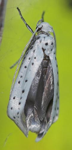 Yponomeuta sp.