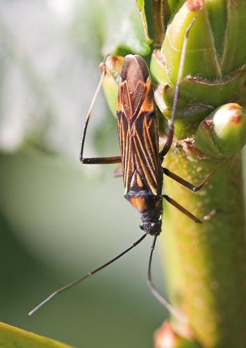 Miris striatus