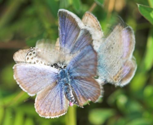 photo de papillon
