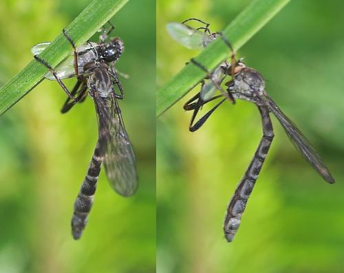 Leptogaster cylindrica